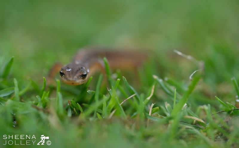 Common Lizard.jpg - 